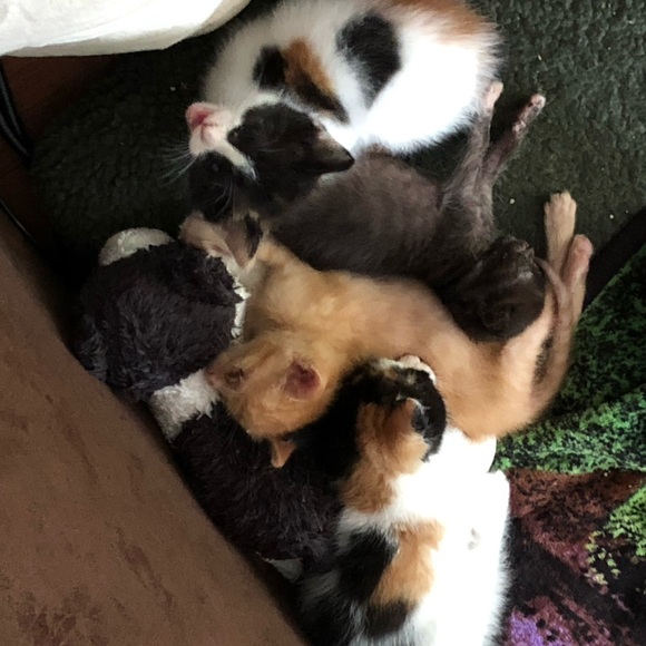 Not for sale❤️🌈💋🦄🦄🎁💖😍 - Picture 14 of 16